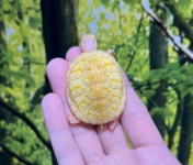 フロリダレッドベリーTマイナスアルビノ(尾先ブレ)画像