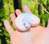 ブルーアイリューシ画像