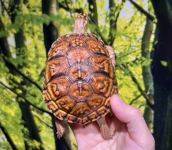 トウブハコガメ画像