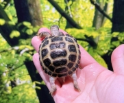 ⑤ロシアリクガメ画像