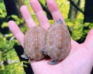 パステルクサガメ100%ヘテロアルビノ画像