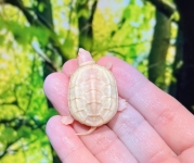 Tマイナスアルビノクサガメ(ホワイトフルパターンレス)画像