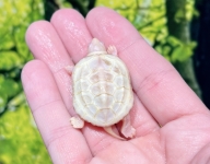 Tマイナスアルビノクサガメ(ホワイトパターンレス)画像