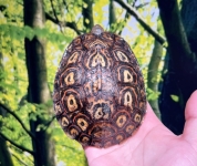 アカスジヤマガメ画像