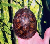 アカスジヤマガメ画像