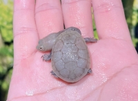 ジーベンロックナガクビガメ(ホワイト)画像